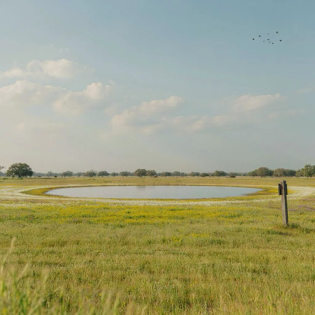 Discovering Nature's Playground- The Jepson Prairie Preserve Vernal pools and wildflowers at Jepson Prairie Preserve near Vacaville
