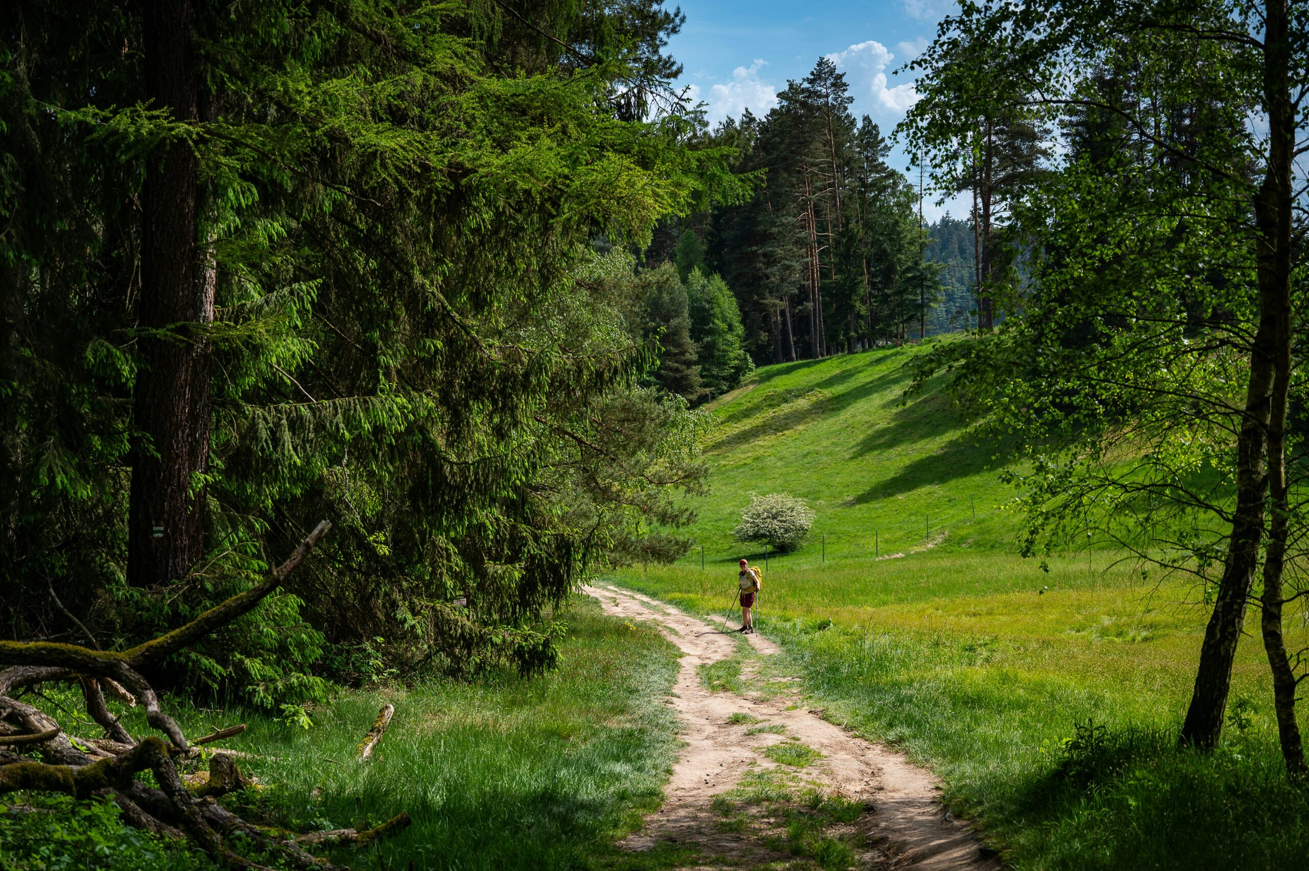 Sunlit hiking trail through a green meadow and forest
